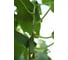 Киборг F1 семена огурца 20 шт ЭС мини ELITE PLANT-BREEDING & SEED PRODUCTION Co. 1026993677 3