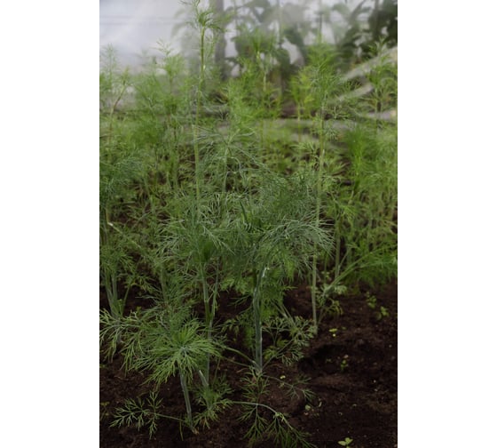 Кутузовский семена укропа 50 г ЭС ELITE PLANT-BREEDING & SEED PRODUCTION Co. 1026995456