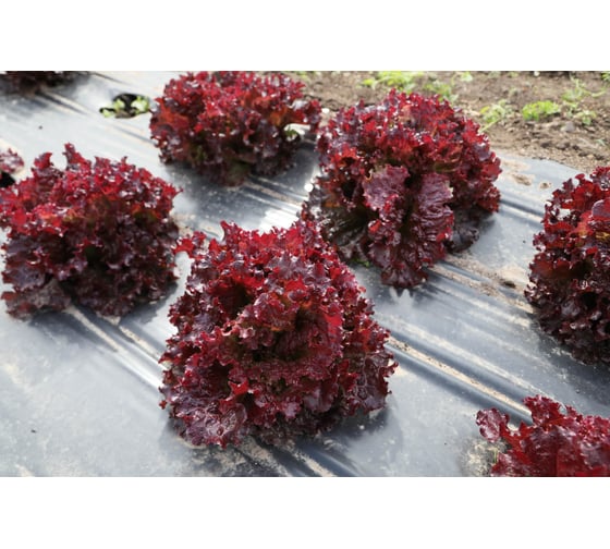Меркурий семена салата батавия красного 20 г ЭС мини ELITE PLANT-BREEDING & SEED PRODUCTION Co. 1071860368