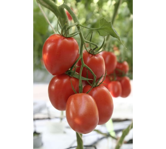Лезгинка F1 семена томата 100 шт ЭС мини ELITE PLANT-BREEDING & SEED PRODUCTION Co. 1026993579