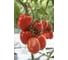 Лезгинка F1 семена томата 100 шт ЭС мини ELITE PLANT-BREEDING & SEED PRODUCTION Co. 1026993579 3