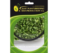 Микрозелень-семена для проращивания. Цикорий листовой красный Калиостро 1000 г ЭС (банка) ELITE PLANT-BREEDING & SEED PRODUCTION Co. 1071858528