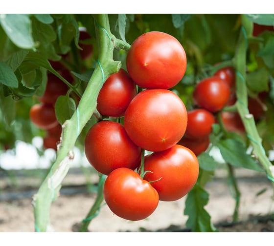 Мимино F1 семена томата 500 шт ЭС мини ELITE PLANT-BREEDING & SEED PRODUCTION Co. 1071859575