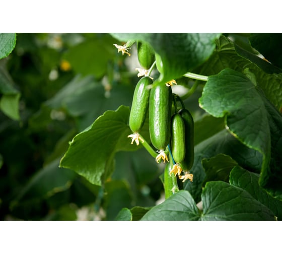 Министар F1 семена огурца 100 шт ЭС мини ELITE PLANT-BREEDING & SEED PRODUCTION Co. 107079775