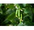 Министар F1 семена огурца 100 шт ЭС мини ELITE PLANT-BREEDING & SEED PRODUCTION Co. 107079775 2