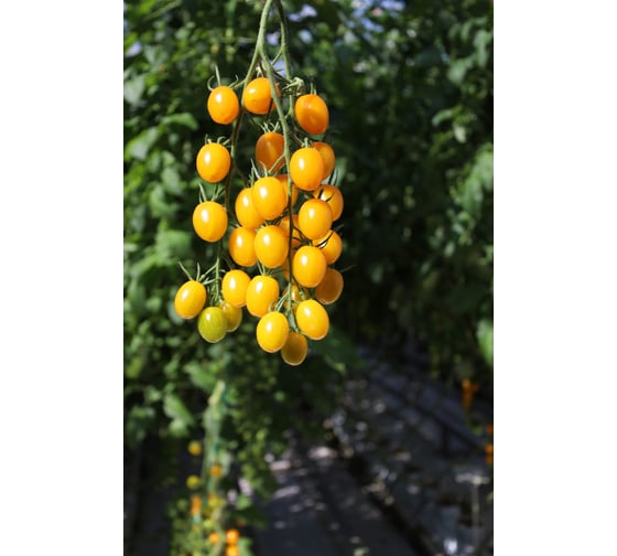 Кэнди F1 семена томата 10 шт ЭС мини ELITE PLANT-BREEDING & SEED PRODUCTION Co. 1026995237