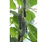 Кураж F1 семена огурца 500 шт ЭС мини ELITE PLANT-BREEDING & SEED PRODUCTION Co. 1071860301 2
