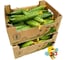 Магнит F1 семена огурца 500 шт ЭС мини ELITE PLANT-BREEDING & SEED PRODUCTION Co. 1071860714 2