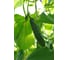 Магнит F1 семена огурца 500 шт ЭС мини ELITE PLANT-BREEDING & SEED PRODUCTION Co. 1071860714 3