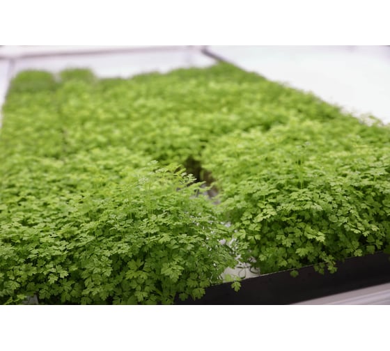 Микрозелень-семена для проращивания. Петрушка Арлекино 20 г ЭС мини ELITE PLANT-BREEDING & SEED PRODUCTION Co. 1070009688