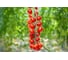 Мопс F1 семена томата 20 шт ЭС мини ELITE PLANT-BREEDING & SEED PRODUCTION Co. 1026995222 2