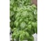 Лучано семена базилика 50 г ЭС ELITE PLANT-BREEDING & SEED PRODUCTION Co. 1911031 3
