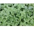 Махито семена мелиссы 3 г ЭС мини ELITE PLANT-BREEDING & SEED PRODUCTION Co. 1999945046 2