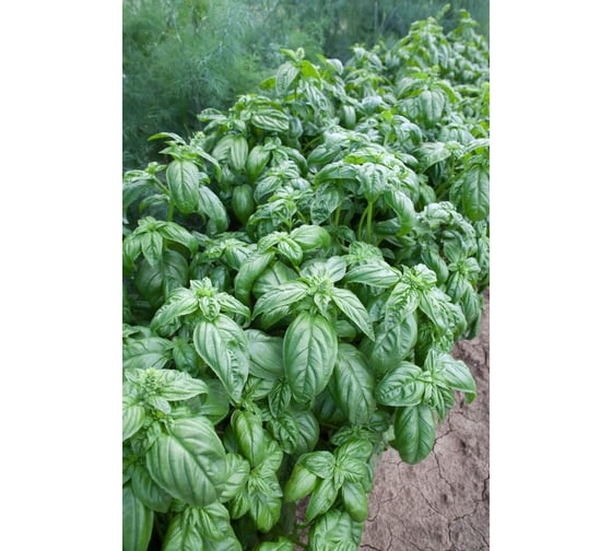 Лучано семена базилика 10 г ЭС мини ELITE PLANT-BREEDING & SEED PRODUCTION Co. 1999947932