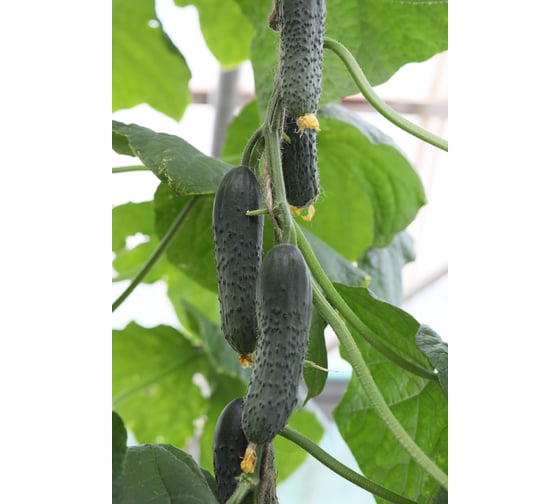 Кураж F1 семена огурца 20 шт ЭС мини ELITE PLANT-BREEDING & SEED PRODUCTION Co. 1999942835