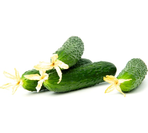 Лютый F1 семена огурца 100 шт ЭС мини ELITE PLANT-BREEDING & SEED PRODUCTION Co. 1026993544