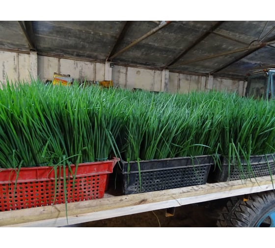 Легионер семена лука батуна (на зелень) 50 г ЭС ELITE PLANT-BREEDING & SEED PRODUCTION Co. 10008208