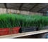 Легионер семена лука батуна (на зелень) 10 г ЭС мини ELITE PLANT-BREEDING & SEED PRODUCTION Co. 1026995327 2