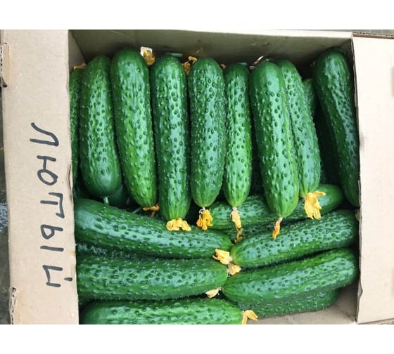 Лютый F1 семена огурца 500 шт ЭС мини ELITE PLANT-BREEDING & SEED PRODUCTION Co. 1071860293