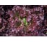 Меркурий семена салата батавия красного 5 г ЭС мини ELITE PLANT-BREEDING & SEED PRODUCTION Co. 1070008360 2