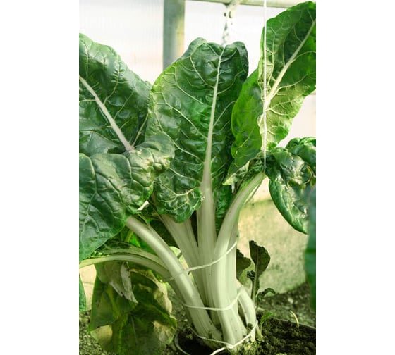 Малахит семена мангольда 40 г ЭС ELITE PLANT-BREEDING & SEED PRODUCTION Co. 191225093