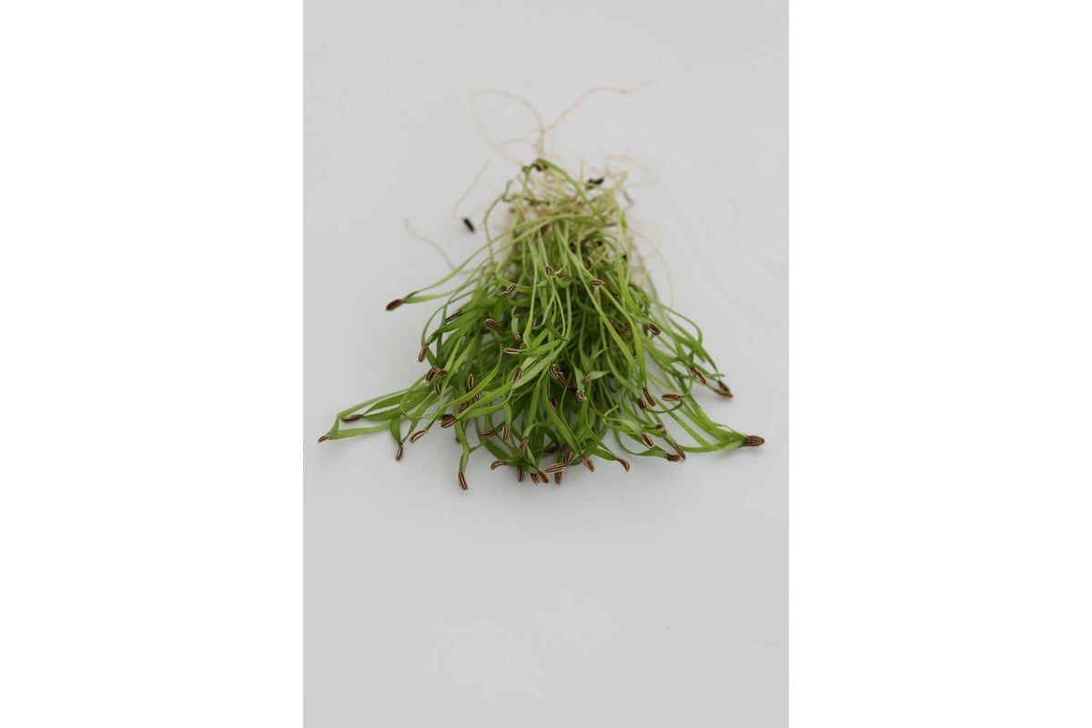 Микрозелень-семена для проращивания. Фенхель Феномен 15 г ЭС мини ELITE ...