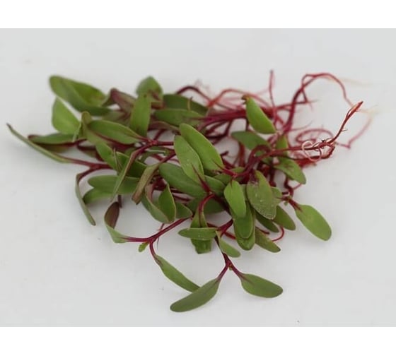 Микрозелень-семена для проращивания. Свекла Татум 10 г ЭС мини ELITE PLANT-BREEDING & SEED PRODUCTION Co. 10717565
