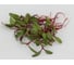 Микрозелень-семена для проращивания. Свекла Татум 500 г ЭС ( банка) ELITE PLANT-BREEDING & SEED PRODUCTION Co. 107079896 2