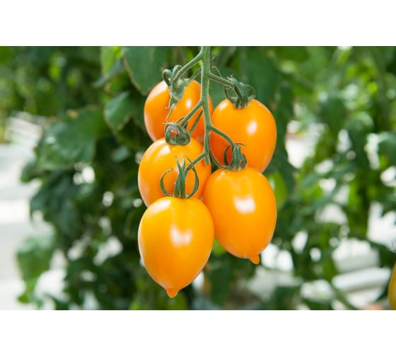 Миньон F1 семена томата 100 шт ЭС мини ELITE PLANT-BREEDING & SEED PRODUCTION Co. 1070016320