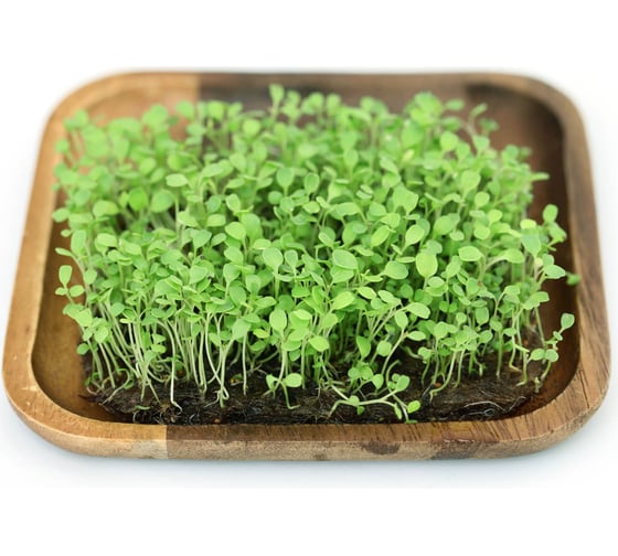 Микрозелень-семена для проращивания. Руккола Пасьянс 20 г ЭС мини ELITE PLANT-BREEDING & SEED PRODUCTION Co. 1070009678