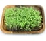 Микрозелень-семена для проращивания. Руккола Пасьянс 20 г ЭС мини ELITE PLANT-BREEDING & SEED PRODUCTION Co. 1070009678 2