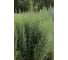 Нухрат семена эстрагона (тархун) 10 г ЭС мини ELITE PLANT-BREEDING & SEED PRODUCTION Co. 1070008430 2