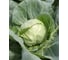 Нахаленок F1 семена капусты белокочанной 500 шт ЭС мини ELITE PLANT-BREEDING & SEED PRODUCTION Co. 1026995335 2