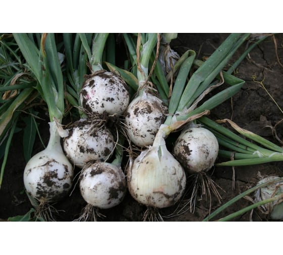 Неман семена лука репчатого белого 50 г ЭС ELITE PLANT-BREEDING & SEED PRODUCTION Co. 10008952