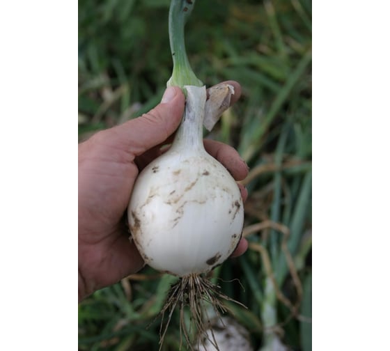 Неман семена лука репчатого белого 50 г ЭС ELITE PLANT-BREEDING & SEED PRODUCTION Co. 10008952