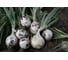 Неман семена лука репчатого белого 50 г ЭС ELITE PLANT-BREEDING & SEED PRODUCTION Co. 10008952 2