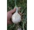 Неман семена лука репчатого белого 50 г ЭС ELITE PLANT-BREEDING & SEED PRODUCTION Co. 10008952 3