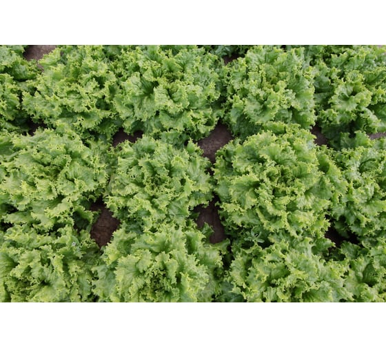 Орфей семена салата батавия темно-зеленого 5 г ЭС мини ELITE PLANT-BREEDING & SEED PRODUCTION Co. 1912235949