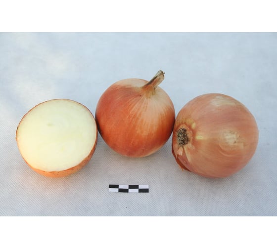 Навигатор семена лука репчатого желтого 20 г ЭС мини ELITE PLANT-BREEDING & SEED PRODUCTION Co. 1999945055