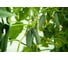 Платов F1 семена огурца 100 шт ЭС мини ELITE PLANT-BREEDING & SEED PRODUCTION Co. 1026993554 2