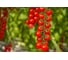 Саппоро F1 семена томата 10 шт ЭС мини ELITE PLANT-BREEDING & SEED PRODUCTION Co. 1026994903 3