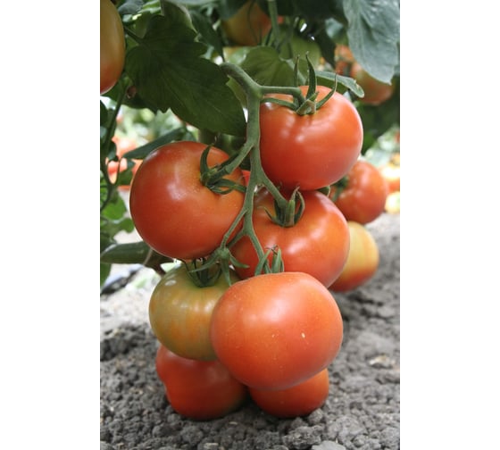 Мэри F1 семена томата 100 шт ЭС мини ELITE PLANT-BREEDING & SEED PRODUCTION Co. 1026998721
