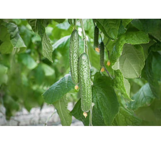 Сайбер F1 семена огурца 100 шт ЭС мини ELITE PLANT-BREEDING & SEED PRODUCTION Co. 1070009290