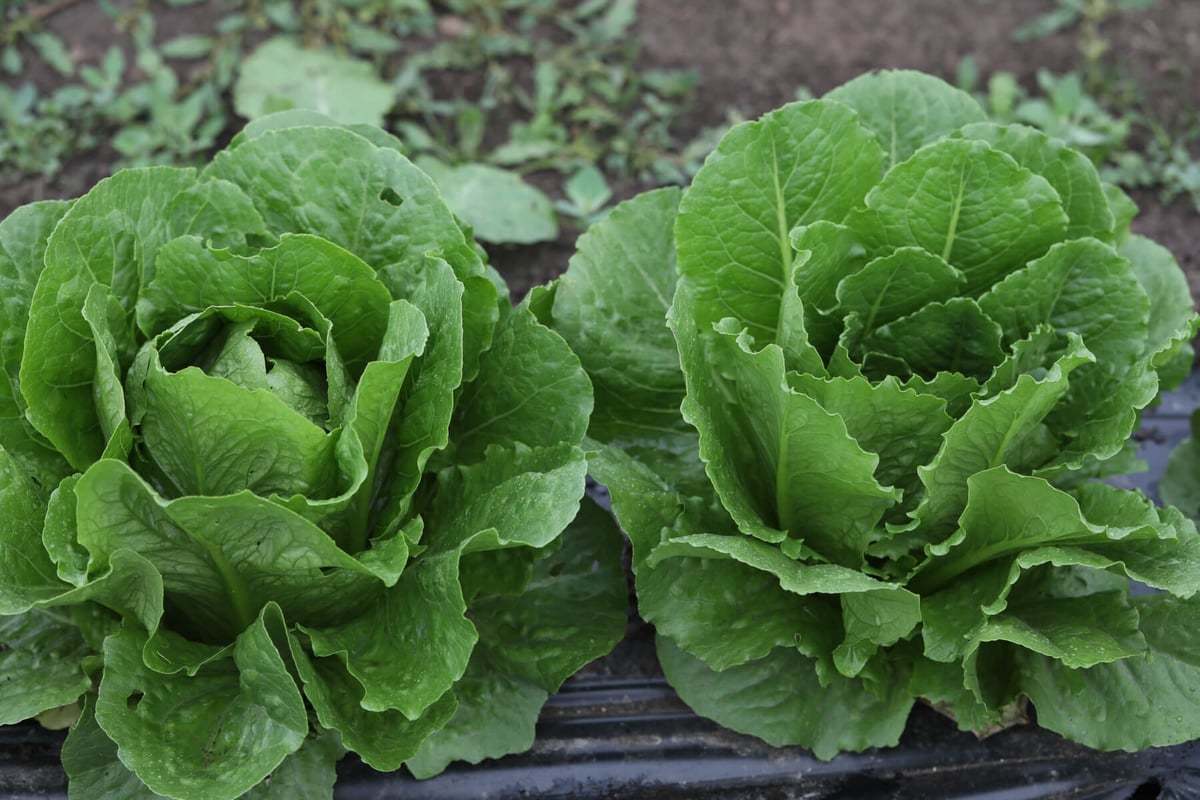 Роджер семена салата романо 20 г ЭС мини ELITE PLANT-BREEDING & SEED ...