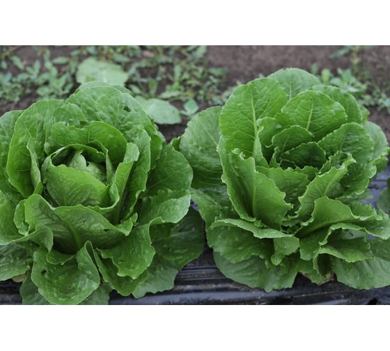 Роджер семена салата романо 20 г ЭС мини ELITE PLANT-BREEDING & SEED PRODUCTION Co. 1071860376