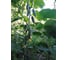Степ F1 семена огурца 500 шт ЭС мини ELITE PLANT-BREEDING & SEED PRODUCTION Co. 1071860298 2