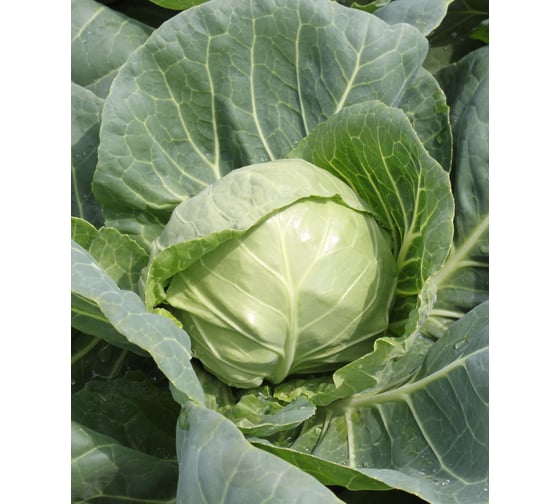 Нахаленок F1 семена капусты белокочанной 50 шт ЭС мини ELITE PLANT-BREEDING & SEED PRODUCTION Co. 1999943229