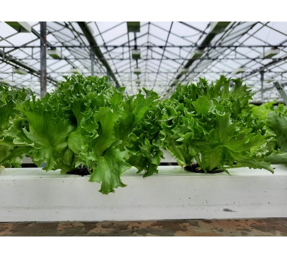 Филигрань семена айс салата зеленого 20 г ЭС мини ELITE PLANT-BREEDING & SEED PRODUCTION Co. 1071860381