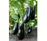 Синегал семена баклажана 250 шт ЭС мини ELITE PLANT-BREEDING & SEED PRODUCTION Co. 1026998162 2