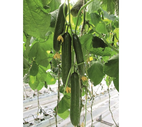 Неман F1 семена огурца 100 шт ЭС мини ELITE PLANT-BREEDING & SEED PRODUCTION Co. 1026993550